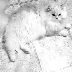 Meet your Posher, Tami